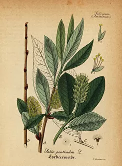 Medical Pharmaceutical Gallery: Bay willow, Salix pentandra
