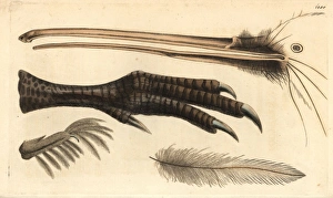 Beak, foot, feather and claw of the brown kiwi Beak, foot, feather and claw of the brown kiwi