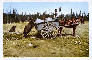 A Bear-faced steal - Wagon raided in the USA A Bear-faced steal - Wagon raided in the USA