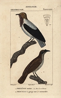 Noisy Friarbird Gallery: Bearded bellbird, Procnias averano, and noisy