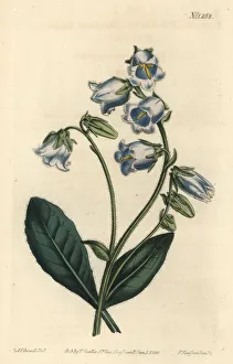 Bearded bellflower, Campanula barbata Bearded bellflower, Campanula barbata