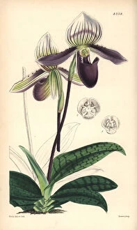 Orchid Collection: Bearded ladies slipper orchid, Cypripedium barbatum