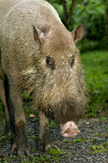 Bearded pig - adult wild animal which abitually Bearded pig - adult wild animal which abitually