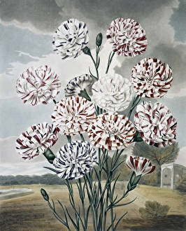 <b class=qtipBold><figcaption>Beauties of Flora</figcaption></b><br>Plate 7 from The Beauties of Flora 1820, by Samuel Curtis (1779-1860). Held in the Botany Library at the Natural History Museum, London. Date:<br><em>© Mary Evans / Natural History Museum</em> Beauties of Flora