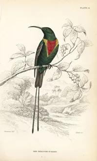 Beautiful sunbird, Cinnyris pulchella Beautiful sunbird, Cinnyris pulchella