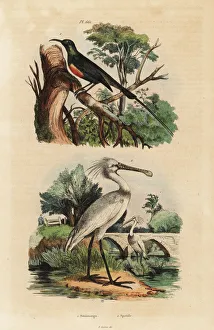 Fries Gallery: Beautiful sunbird and common spoonbill