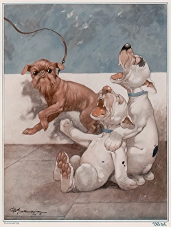 <b class=qtipBold><figcaption>Beaver by George Studdy</figcaption></b><br>Bonzo and his brother spot a King Beaver. Bonzo, the comic canine creation of George Studdy roars (or yelps) with laughter at a passing Griffon breed of dog. Well, they do have very strange little faces. Credit line must read: Estate of George Studdy/Gresham Marketing Ltd./Mary Evan"<br><em>© Estate of George Studdy/Gresham Marketing Ltd./Mary Evans</em> Beaver by George Studdy