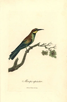 Bee-eater, Merops apiaster Bee-eater, Merops apiaster