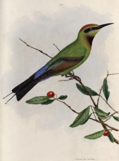 Bee-eater from New South Wales, Australia Bee-eater from New South Wales, Australia