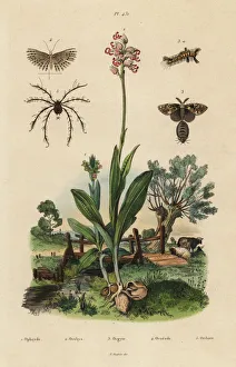 Bee orchid, monkey orchid, moths and mite Bee orchid, monkey orchid, moths and mite