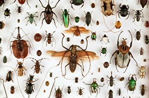 <b class=qtipBold><figcaption>Beetle collection</figcaption></b><br>A diverse collection of beetle specimens held in the collections of the Natural History Museum, London. Date:<br><em>© Mary Evans / Natural History Museum</em> Beetle collection