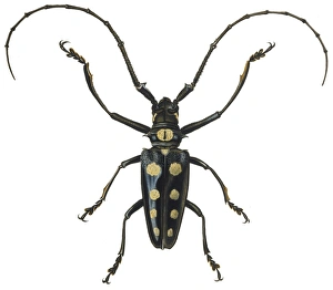 <b class=qtipBold><figcaption>Beetle/Lamia Roylii/Tzs</figcaption></b><br>LAMIA ROYLII<br><em>© Mary Evans Picture Library</em> Beetle/Lamia Roylii/Tzs