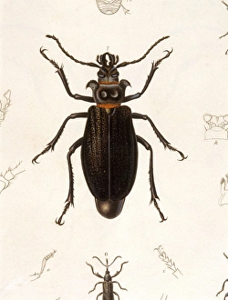<b class=qtipBold><figcaption>Beetle/Prionus Cumingii</figcaption></b><br>PRIONUS CUMINGII A black beetle with orange bands. Date: 1835<br><em>© Mary Evans Picture Library</em> Beetle/Prionus Cumingii