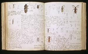 Bates Collection: Beetles