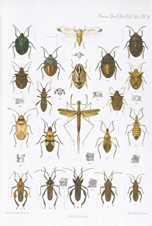 <b class=qtipBold><figcaption>Beetles - Assorted</figcaption></b><br>Various species of RHYNCHOTA Date: 1909-1910<br><em>© Mary Evans Picture Library</em> Beetles - Assorted