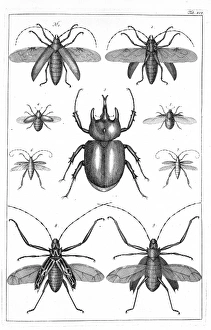 <b class=qtipBold><figcaption>Beetles illustration</figcaption></b><br>An illustration of beetles from 'Sebae Rerum Naturalium', 1765 by D'Albert Seba. Date:<br><em>© Mary Evans / Natural History Museum</em> Beetles illustration