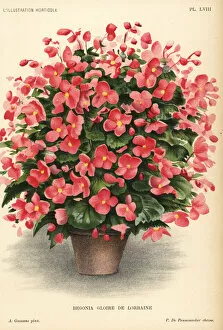 Lorraine Gallery: Begonia hybrid, Gloire de Lorraine, raised