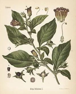 Belladonna or deadly nightshade, Atropa belladonna Belladonna or deadly nightshade, Atropa belladonna