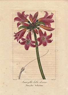 Belladonna lily or naked lady, Amaryllis belladonna Belladonna lily or naked lady, Amaryllis belladonna
