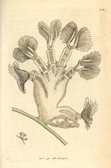 Bellflower animal or crystal moss animal, Lophopus Bellflower animal or crystal moss animal, Lophopus