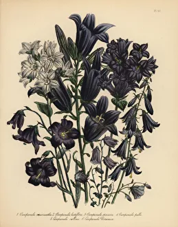 Bellflower or Campanula species Bellflower or Campanula species