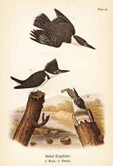 Belted kingfisher, Megaceryle alcyon Belted kingfisher, Megaceryle alcyon