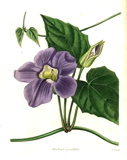 Bengal clockvine or large-flowered thunbergia Bengal clockvine or large-flowered thunbergia
