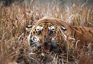 Bengal / Indian TIGER - close-up, snarling, in Bengal / Indian TIGER - close-up, snarling, in
