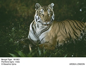 Bengal / Indian Tiger - at night, with eyes glowing Bengal / Indian Tiger - at night, with eyes glowing