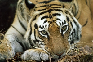 Bengal / Indian TIGER - resting head on paw Bengal / Indian TIGER - resting head on paw