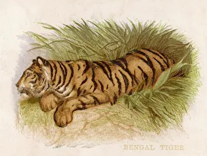 <b class=qtipBold><figcaption>Bengal Tiger 1880S</figcaption></b><br>A Bengal tiger resting. (Panthera tigris)<br><em>© Mary Evans Picture Library</em> Bengal Tiger 1880S