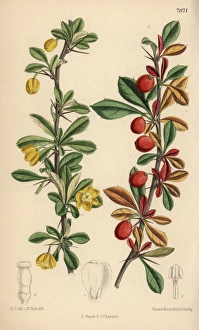 Berberis angulosa, yellow flowered shrub native Berberis angulosa, yellow flowered shrub native