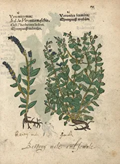 Betony, Stachys officinalis, male and female Betony, Stachys officinalis, male and female