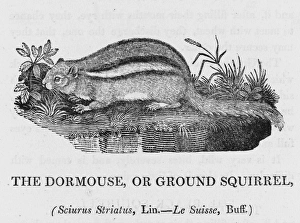 Bewick / Chipmunk Bewick / Chipmunk