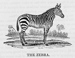 Bewick / Zebra