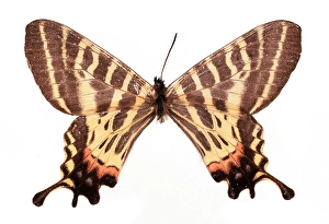 Bhutanitis (Yunnanopapilio) mansfieldi, two-tailed Bhutan gl Bhutanitis (Yunnanopapilio) mansfieldi, two-tailed Bhutan gl