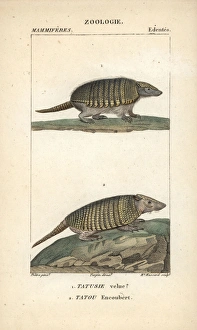 Big hairy armadillo, Chaetophractus villosus Big hairy armadillo, Chaetophractus villosus
