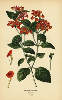 Big sage, ghaneri or tickberry, Lantana camara Big sage, ghaneri or tickberry, Lantana camara