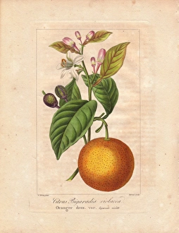 Bigarade bitter orange, Citrus x aurantium Bigarade bitter orange, Citrus x aurantium