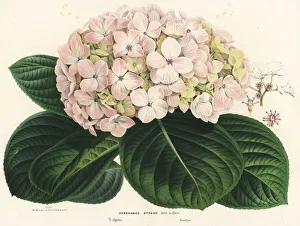 Bigleaf hydrangea, Hydrangea macrophylla Bigleaf hydrangea, Hydrangea macrophylla