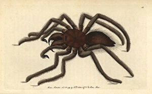 Bird-catching spider or pink-toed tarantula Bird-catching spider or pink-toed tarantula