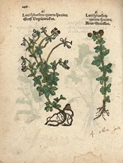 Bird vetch, Vicia cracca, and yellow sweet Bird vetch, Vicia cracca, and yellow sweet