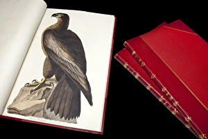The Birds of America by John James Audubon The Birds of America by John James Audubon
