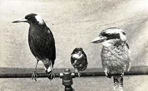 Three Birds of Australia, Magpie, Butcherird and Kookaburra Three Birds of Australia, Magpie, Butcherird and Kookaburra