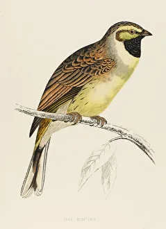 <b class=qtipBold><figcaption>Birds/Cirl Bunting</figcaption></b><br>CIRL BUNTING (Emberiza cirlus) A resident in the south of England.<br><em>© Mary Evans Picture Library</em> Birds/Cirl Bunting