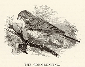 Bunting And American Sparrows Gallery: 