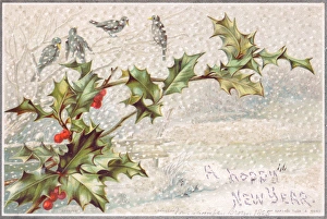 Birds and holly in the snow on a New Year card Birds and holly in the snow on a New Year card