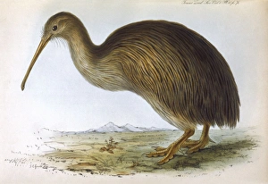 <b class=qtipBold><figcaption>Birds/Kiwi (Gould)</figcaption></b><br>APTERYX AUSTRALIS (Shaw) from the South Island of New Zealand<br><em>© Mary Evans Picture Library</em> Birds/Kiwi (Gould)