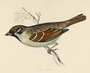 <b class=qtipBold><figcaption>Birds/Tree Sparrow</figcaption></b><br>TREE SPARROW (Passer montanus)<br><em>© Mary Evans Picture Library</em> Birds/Tree Sparrow