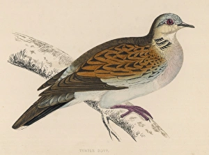 <b class=qtipBold><figcaption>Birds/Turtle Doves</figcaption></b><br>TURTLE DOVE (Turtur communis) A summer visitor to the British islands.<br><em>© Mary Evans Picture Library</em> Birds/Turtle Doves